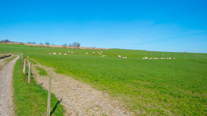 Herd of cows in a meadow in spring
