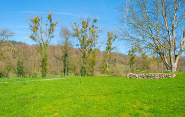 Fototapeta na wymiar Tree in a sunny meadow in spring 