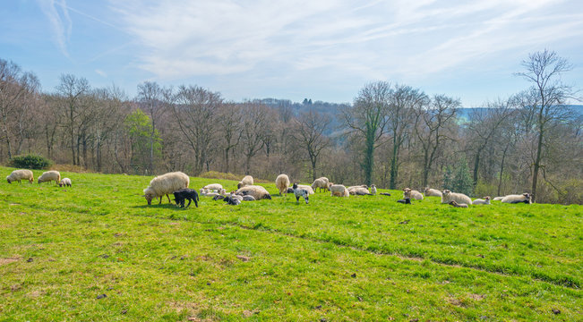 Sheep and lambs in a meadow in spring
