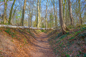 Path through a forest in spring