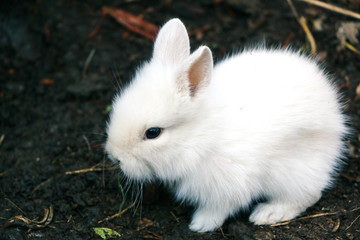 Funny baby white rabbit 
