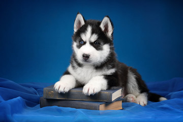 Cute Siberian Husky puppy with a book © adyafoto