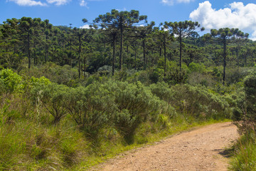 Fototapeta na wymiar Trail in Itaimbezinho Canyon