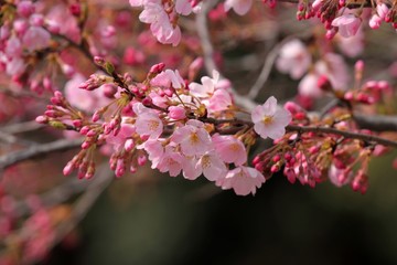 桜（ジンダイアケボノ）