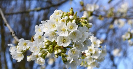 A close-up image of colourful Spring blossom.