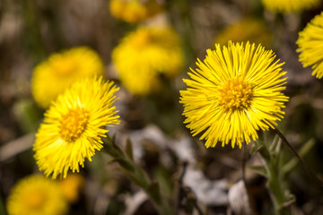 Flowers of tussilago farfara commonly known as coltsfoot