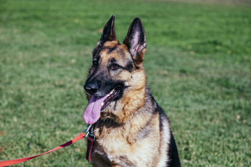 German Shepherd Portrait