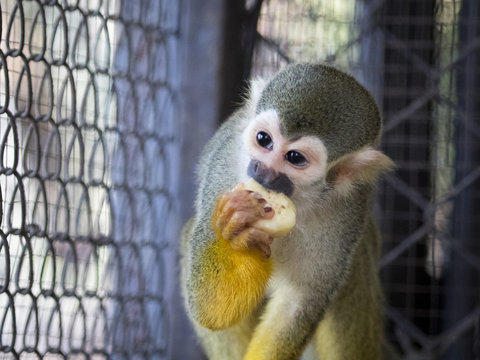 Image of a squirrel monkey eating food in the cage. Wild Animals.