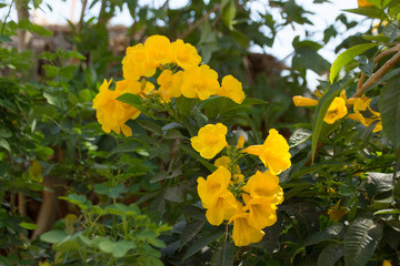 Yellow flower