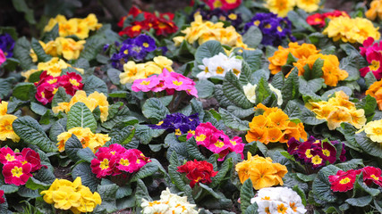 Assorted color spring flowers and green leaves background