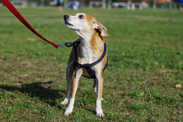 Pinscher Dog Lawn Portrait