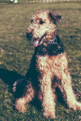 Airdale Terrier Dog Portrait