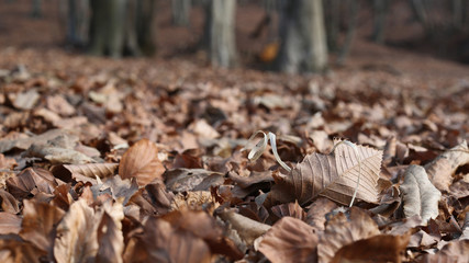 Beech tree forest in the winter with focus on the leaves in the foreground