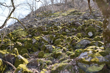 Waldzauber