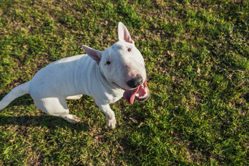 Bull Terrier on Lawn