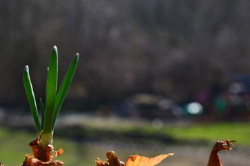 wiosenny zielony szczypiorek