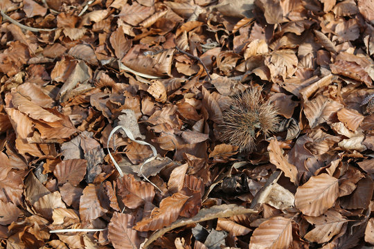 Beech and chestnut leaves on the ground in the fall background
