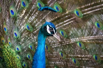 Crédence de cuisine en verre imprimé Paon Image of a peacock showing its beautiful feathers. wild animals.