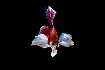 Capture the moving moment of white siamese fighting fish isolated on black background. Betta fish
