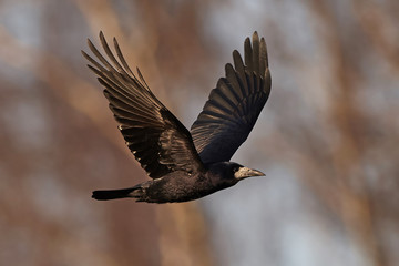 Obraz premium Rook (Corvus frugilegus)