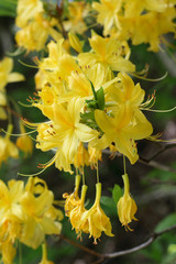 Fototapeta premium Rhododendron luteum Sweet