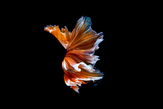 28,304 BEST Betta Fish IMAGES, STOCK PHOTOS & VECTORS | Adobe Stock
