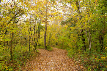 The path is in the autumn forest.