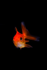 Goldfish in black background