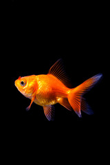 Goldfish in black background