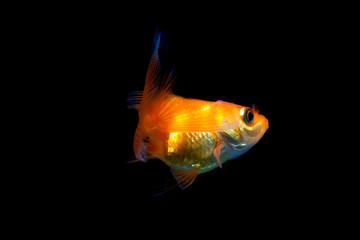 Fototapeta na wymiar Goldfish in black background