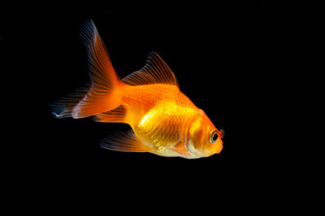 Goldfish in black background
