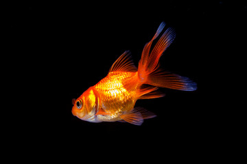 Goldfish in black background