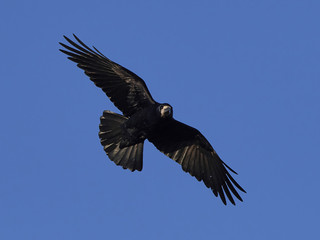 Rook (Corvus frugilegus)