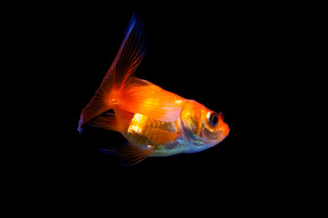 Goldfish in black background