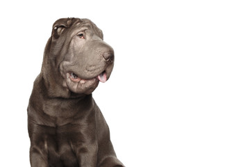 Portrait of Gray Shar-pei Dog smile and looking side on Isolated White Background, profile view