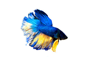 Capture the moving moment of white siamese fighting fish isolated on black background. Betta fish