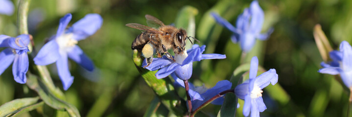 honeybee on scilla