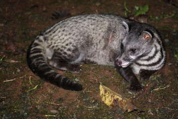 Obraz premium Malay Civet (Viverra tangalunga) in Borneo, Malaysia - ジャワジャコウネコ
