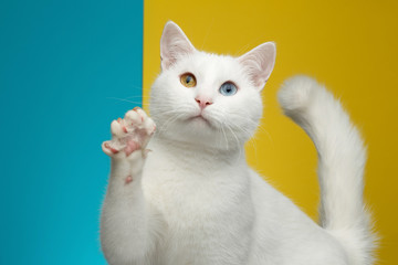 Fototapeta na wymiar Portrait of Pure White Cat with odd eyes raising paw on bright Blue and Yellow Background, front view