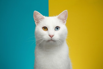 Portrait of Pure White Cat with odd eyes Looking in camera on bright Blue and Yellow Background, front view
