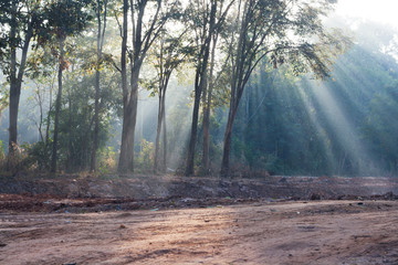 Obraz premium Light of sunrise through the trees. Light beam at a hiking trail in a forest.