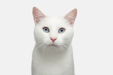 Portrait of Pure White Cat with blue eyes on Isolated Background, front view