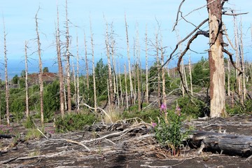 Dead Forest, Tolbachik volcano