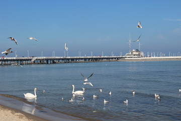 Blackheaded gull on the beach, seagull and swan an the beach, birds on the sea, pier on the sea, pier, sea, swan, sunny day on the beach, sunny say on the sea, baltic sea, 