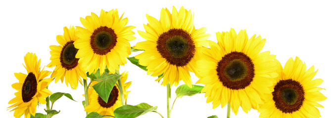 Obraz premium Sonnenblumen Panorama - Sonnenblume Blüten Freigestellt