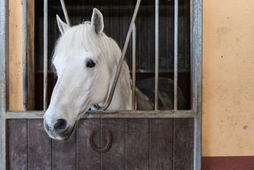 White Horse looking out of stable door