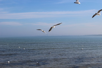 Fototapeta na wymiar Blackheaded gull on the beach, seagull and swan an the beach, birds on the sea, pier on the sea, pier, sea, swan, sunny day on the beach, sunny say on the sea, baltic sea, 