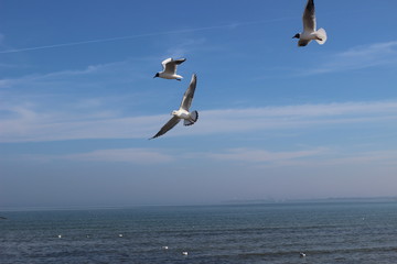 Blackheaded gull on the beach, seagull and swan an the beach, birds on the sea, pier on the sea, pier, sea, swan, sunny day on the beach, sunny say on the sea, baltic sea, 