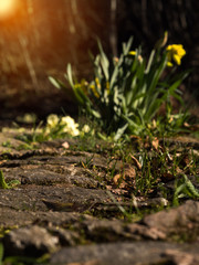 Weg zur blume
