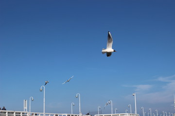 Fototapeta na wymiar Blackheaded gull on the beach, seagull and swan an the beach, birds on the sea, pier on the sea, pier, sea, swan, sunny day on the beach, sunny say on the sea, baltic sea, 